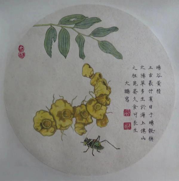 黄精1.jpg