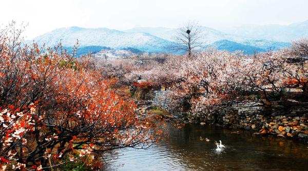 卫辉六度寺村图片